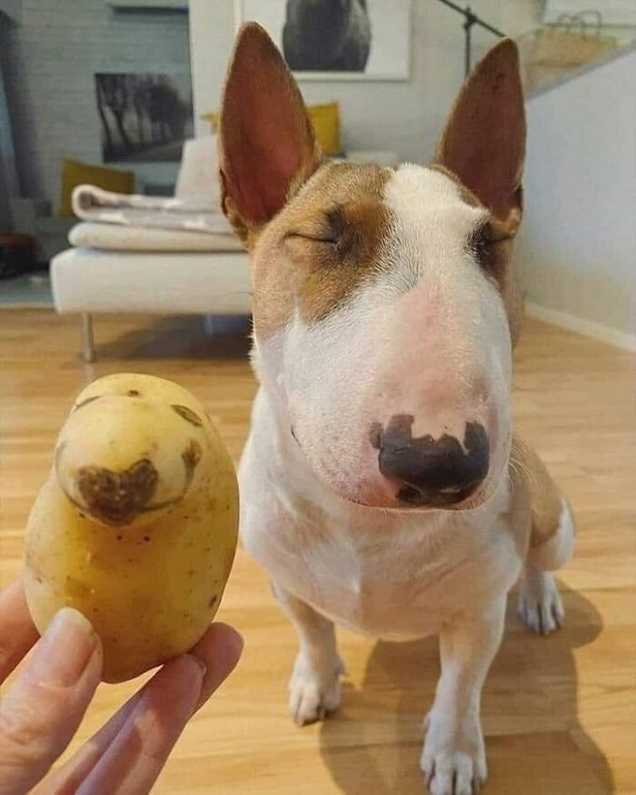 53 Animals Who Never Planned To Be Funny, As Shared By This Facebook Page
