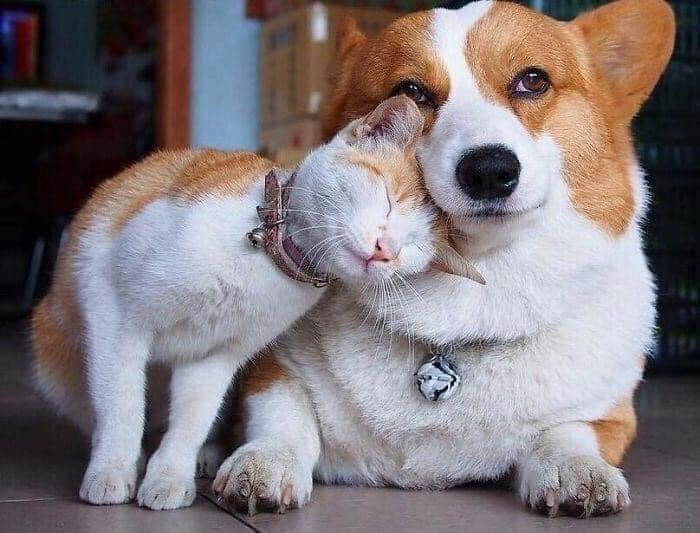 53 Animals Who Never Planned To Be Funny, As Shared By This Facebook Page