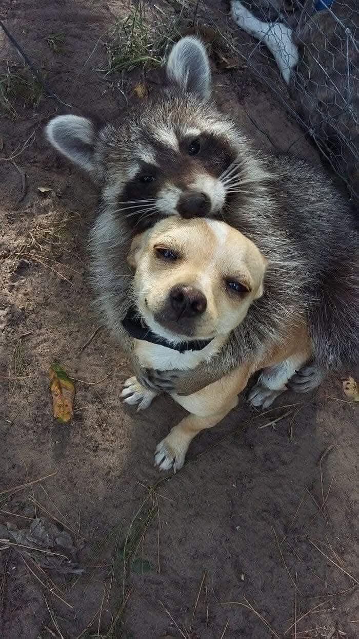 53 Animals Who Never Planned To Be Funny, As Shared By This Facebook Page