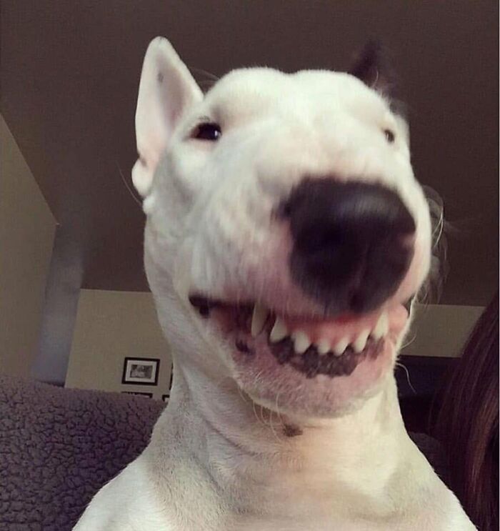 53 Animals Who Never Planned To Be Funny, As Shared By This Facebook Page