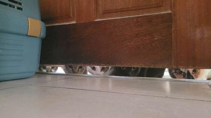 53 Animals Who Never Planned To Be Funny, As Shared By This Facebook Page