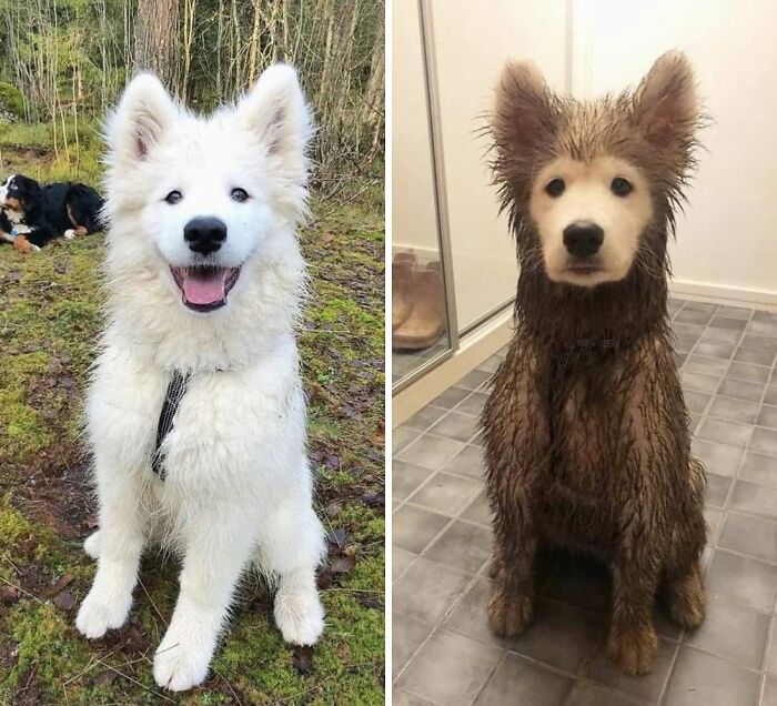 53 Animals Who Never Planned To Be Funny, As Shared By This Facebook Page