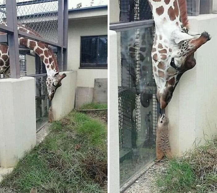 53 Animals Who Never Planned To Be Funny, As Shared By This Facebook Page