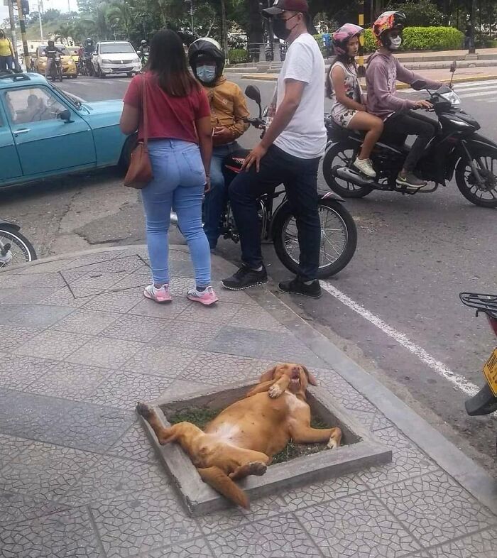 53 Animals Who Never Planned To Be Funny, As Shared By This Facebook Page