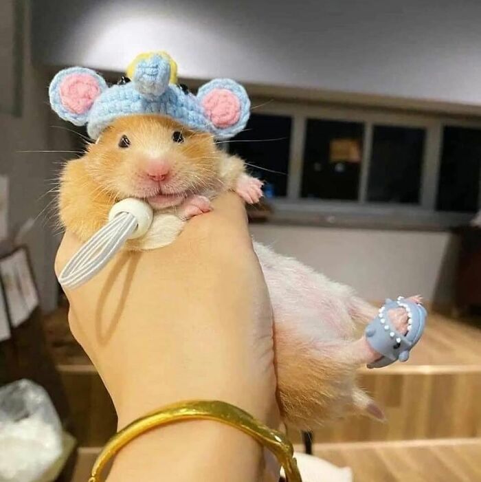 53 Animals Who Never Planned To Be Funny, As Shared By This Facebook Page
