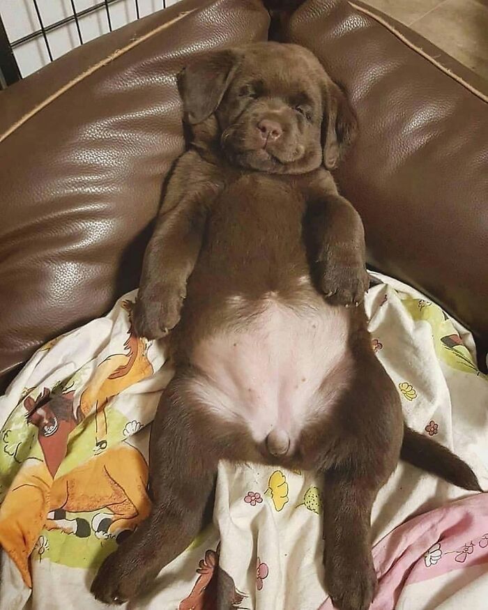 53 Animals Who Never Planned To Be Funny, As Shared By This Facebook Page
