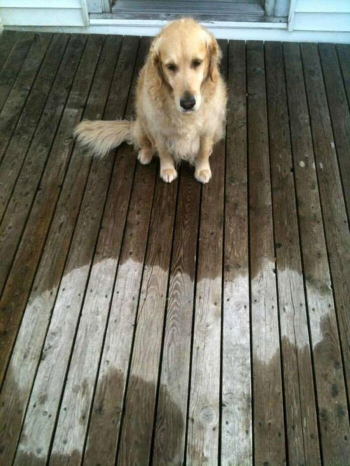 53 Animals Who Never Planned To Be Funny, As Shared By This Facebook Page