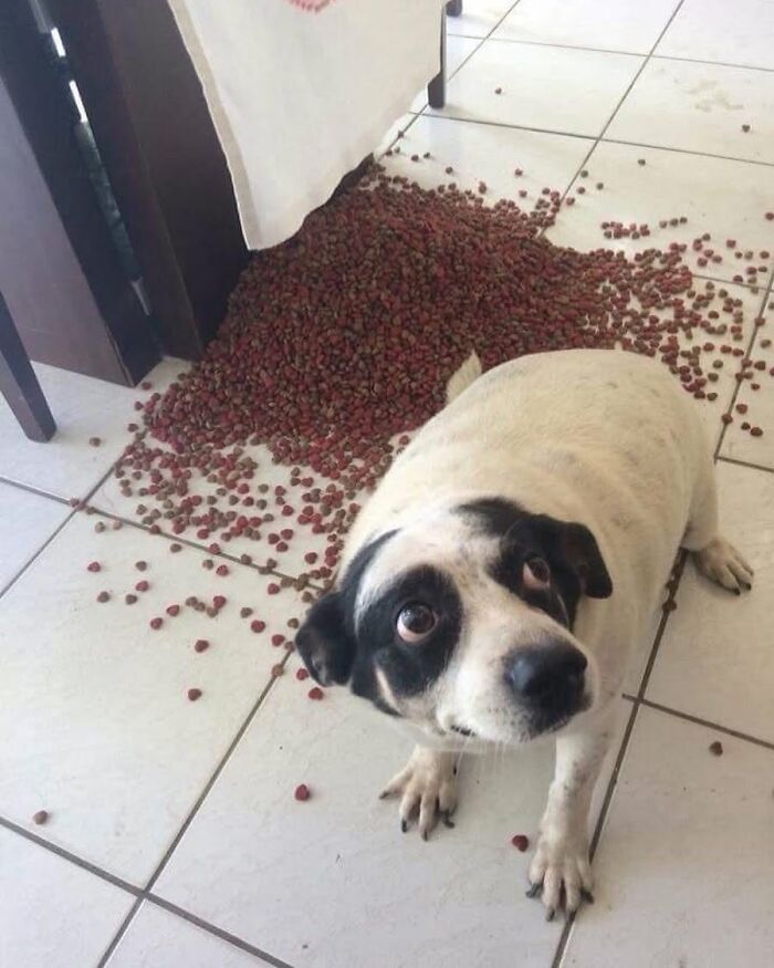 53 Animals Who Never Planned To Be Funny, As Shared By This Facebook Page