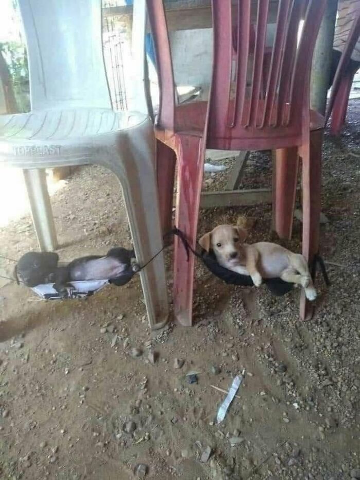 53 Animals Who Never Planned To Be Funny, As Shared By This Facebook Page