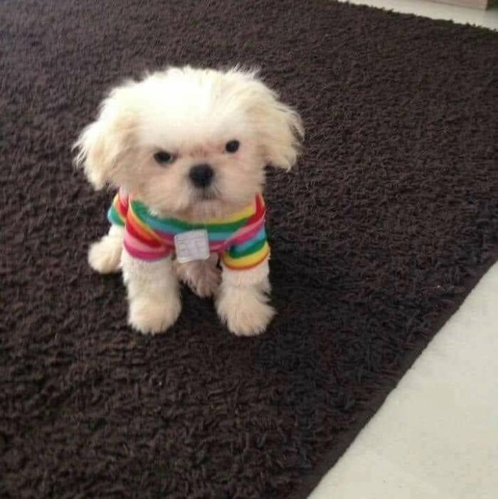 53 Animals Who Never Planned To Be Funny, As Shared By This Facebook Page