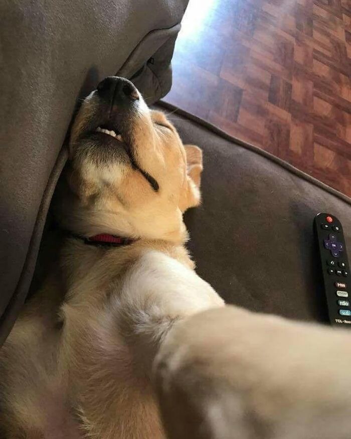 53 Animals Who Never Planned To Be Funny, As Shared By This Facebook Page
