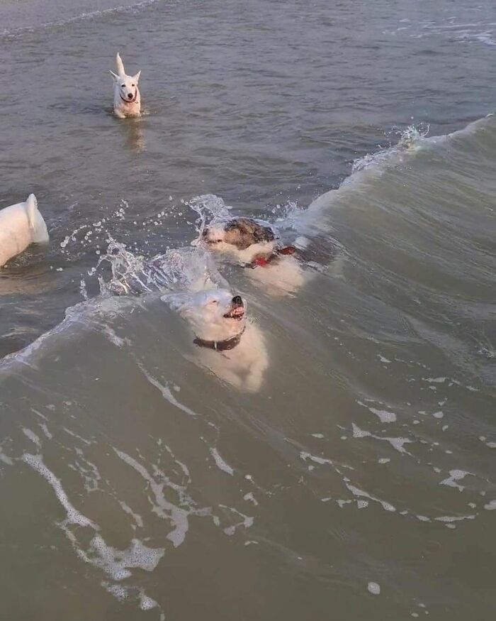 53 Animals Who Never Planned To Be Funny, As Shared By This Facebook Page