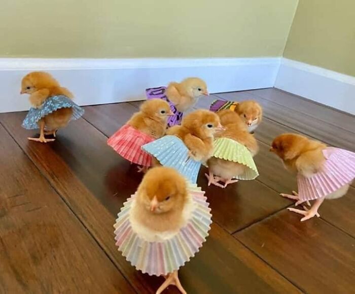 53 Animals Who Never Planned To Be Funny, As Shared By This Facebook Page