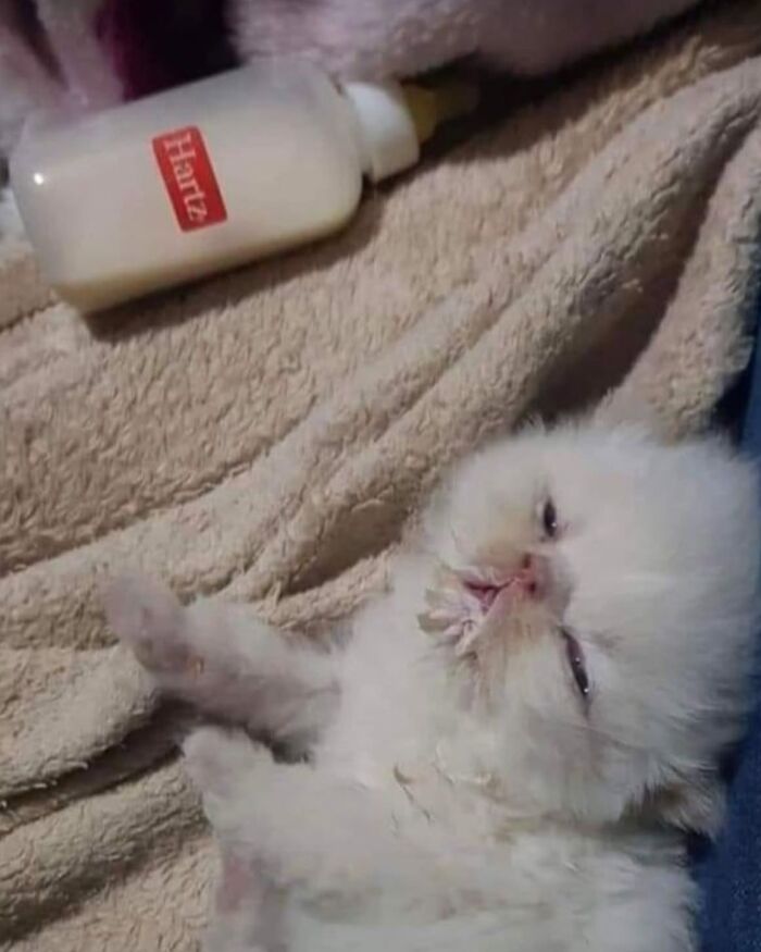 53 Animals Who Never Planned To Be Funny, As Shared By This Facebook Page