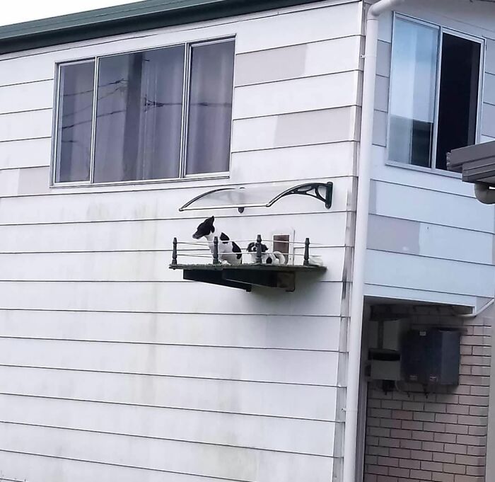 53 Animals Who Never Planned To Be Funny, As Shared By This Facebook Page