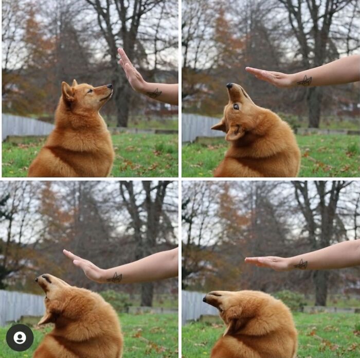 53 Animals Who Never Planned To Be Funny, As Shared By This Facebook Page