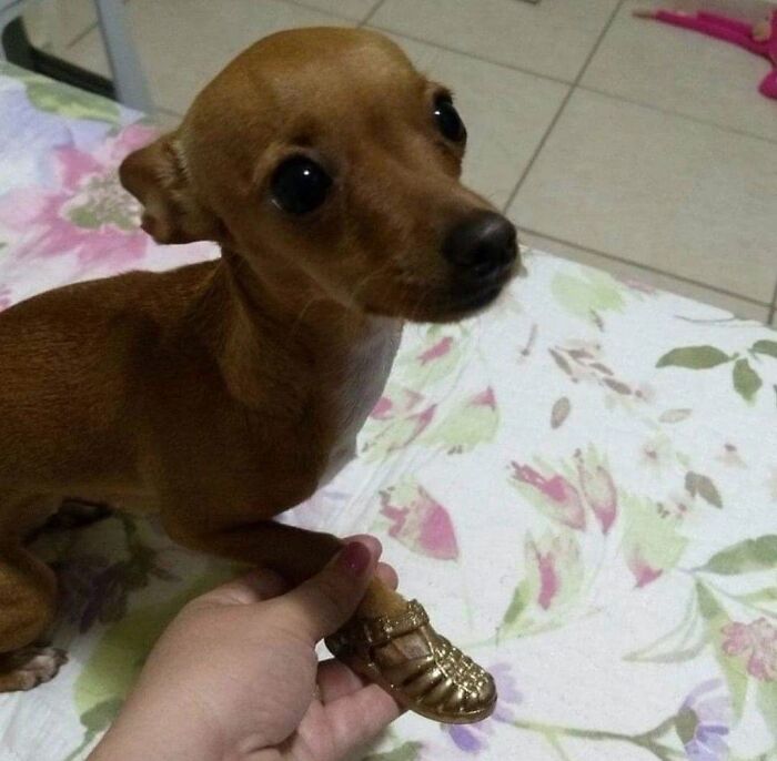 53 Animals Who Never Planned To Be Funny, As Shared By This Facebook Page
