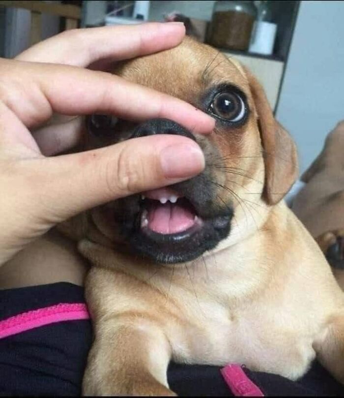 53 Animals Who Never Planned To Be Funny, As Shared By This Facebook Page