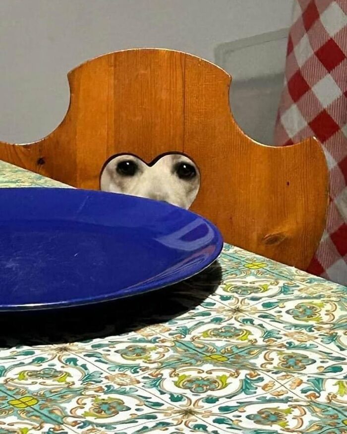 53 Animals Who Never Planned To Be Funny, As Shared By This Facebook Page