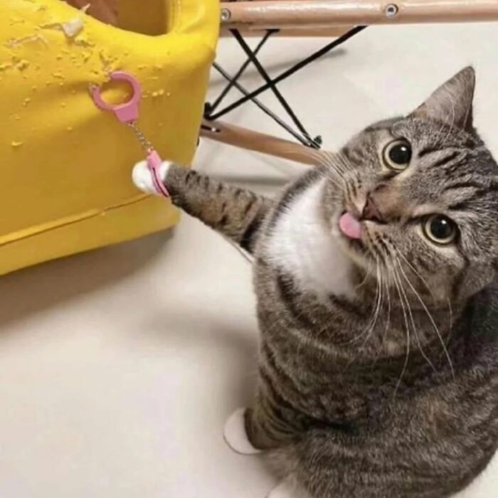 53 Animals Who Never Planned To Be Funny, As Shared By This Facebook Page