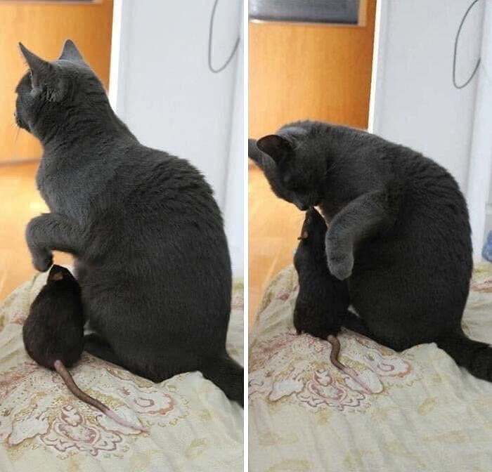53 Animals Who Never Planned To Be Funny, As Shared By This Facebook Page