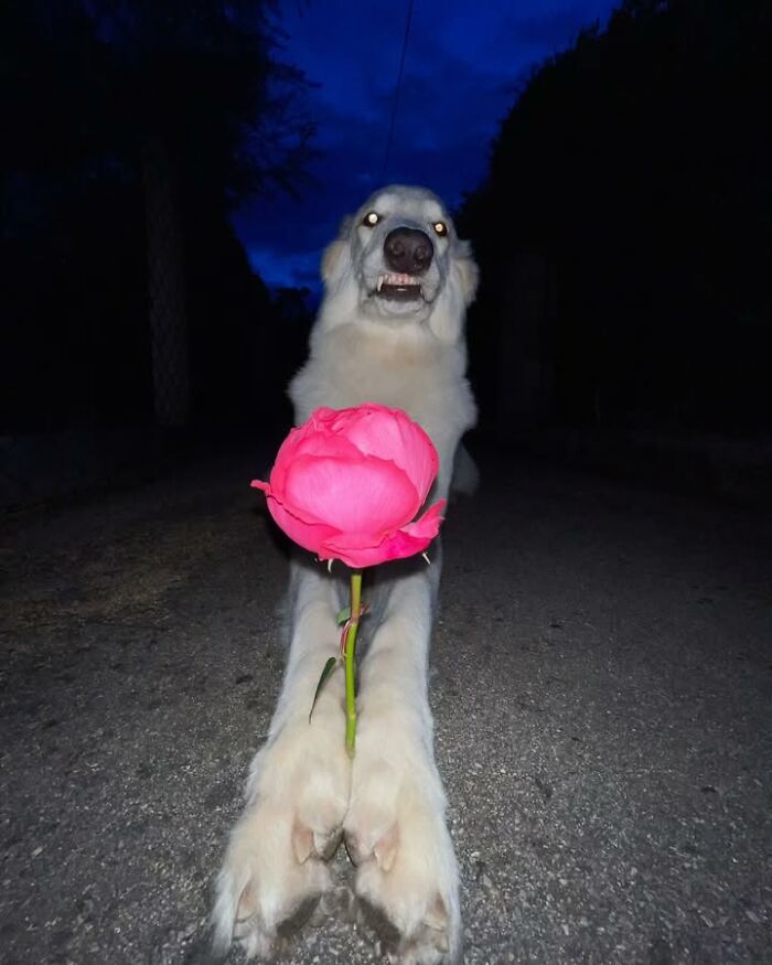 This Page Shared 63 New Photos That Show Why We&rsquo;ll Never Get Tired Of Cats And Dogs