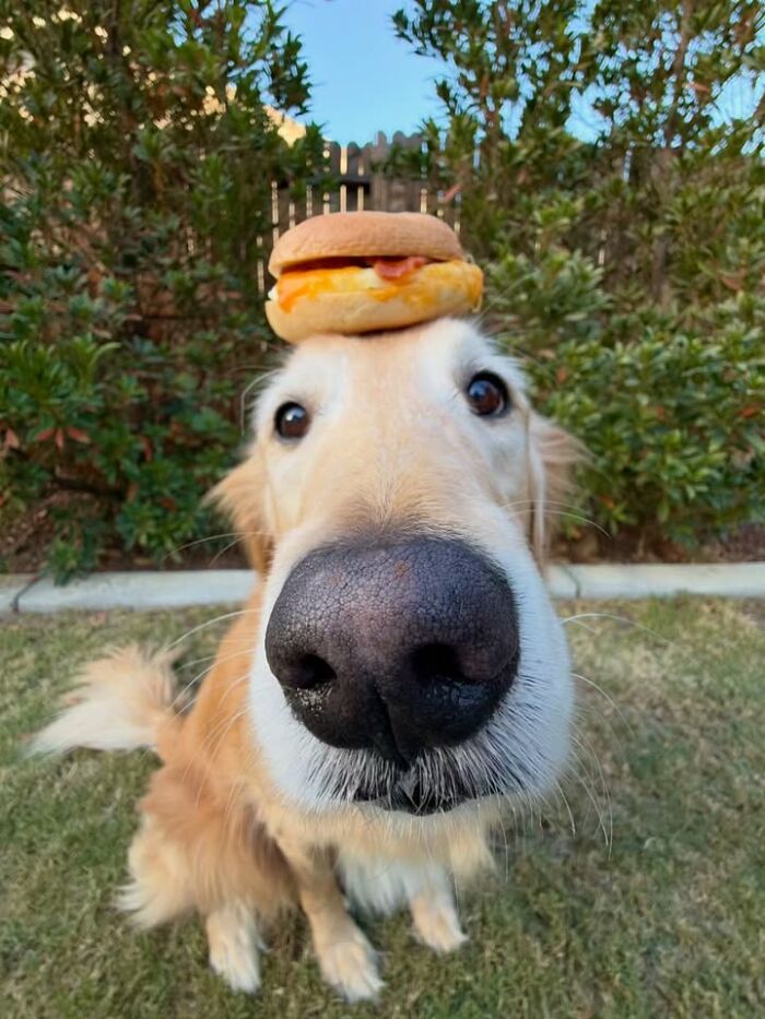 This Page Shared 63 New Photos That Show Why We&rsquo;ll Never Get Tired Of Cats And Dogs