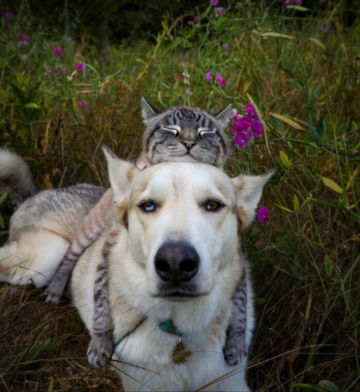 This Page Shared 63 New Photos That Show Why We&rsquo;ll Never Get Tired Of Cats And Dogs