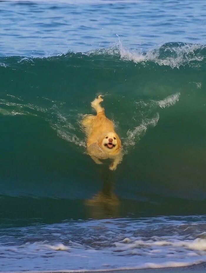 This Page Shared 63 New Photos That Show Why We&rsquo;ll Never Get Tired Of Cats And Dogs