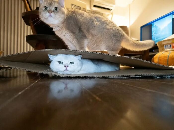 This Page Shared 63 New Photos That Show Why We&rsquo;ll Never Get Tired Of Cats And Dogs