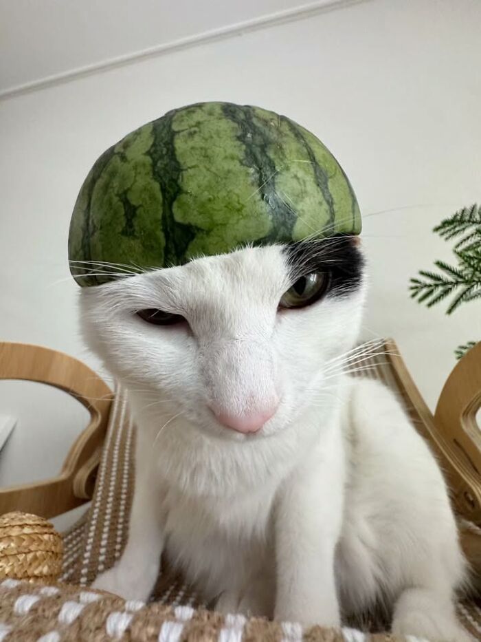 This Page Shared 63 New Photos That Show Why We&rsquo;ll Never Get Tired Of Cats And Dogs