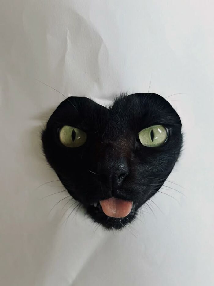 This Page Shared 63 New Photos That Show Why We&rsquo;ll Never Get Tired Of Cats And Dogs