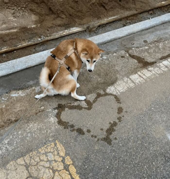 This Page Shared 63 New Photos That Show Why We&rsquo;ll Never Get Tired Of Cats And Dogs