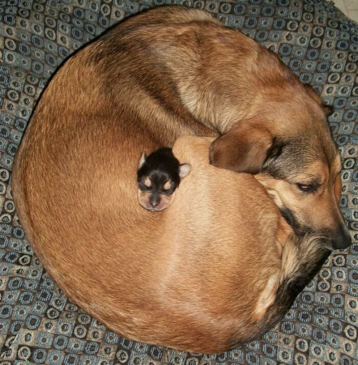 This Page Shared 63 New Photos That Show Why We&rsquo;ll Never Get Tired Of Cats And Dogs