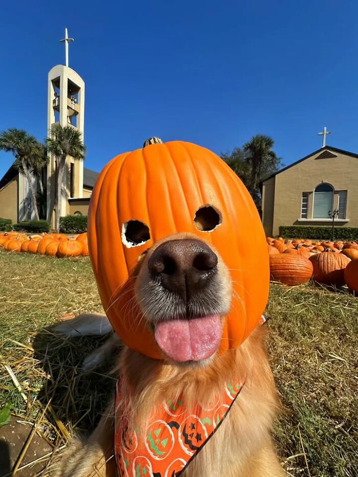 This Page Shared 63 New Photos That Show Why We&rsquo;ll Never Get Tired Of Cats And Dogs