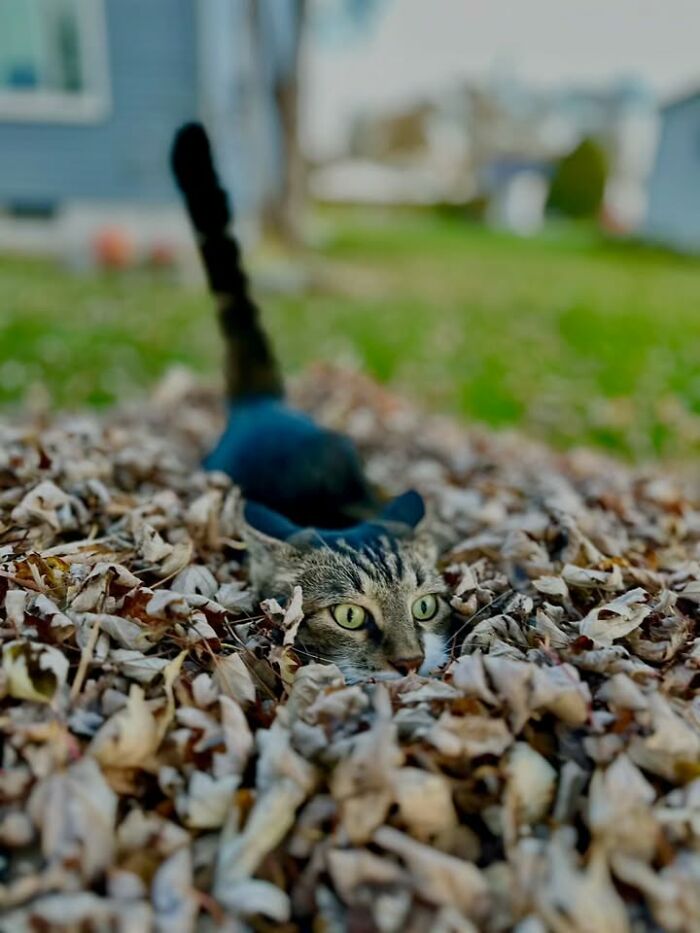 This Page Shared 63 New Photos That Show Why We&rsquo;ll Never Get Tired Of Cats And Dogs