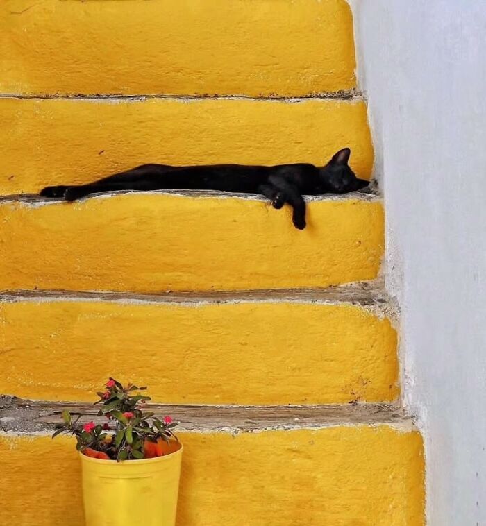 This Page Shared 63 New Photos That Show Why We&rsquo;ll Never Get Tired Of Cats And Dogs