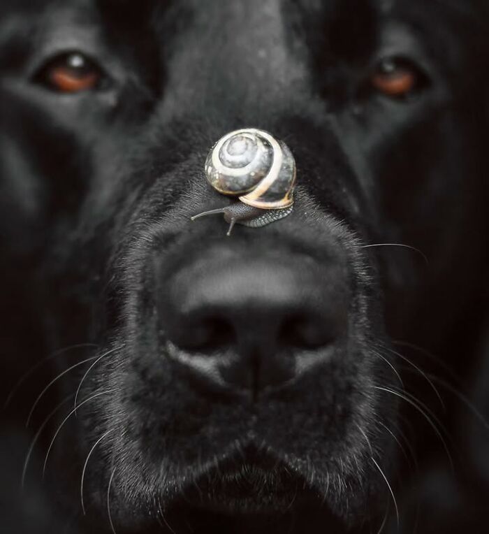This Page Shared 63 New Photos That Show Why We&rsquo;ll Never Get Tired Of Cats And Dogs
