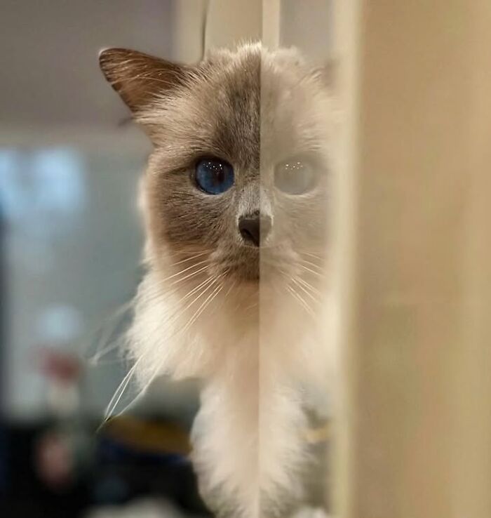 This Page Shared 63 New Photos That Show Why We&rsquo;ll Never Get Tired Of Cats And Dogs