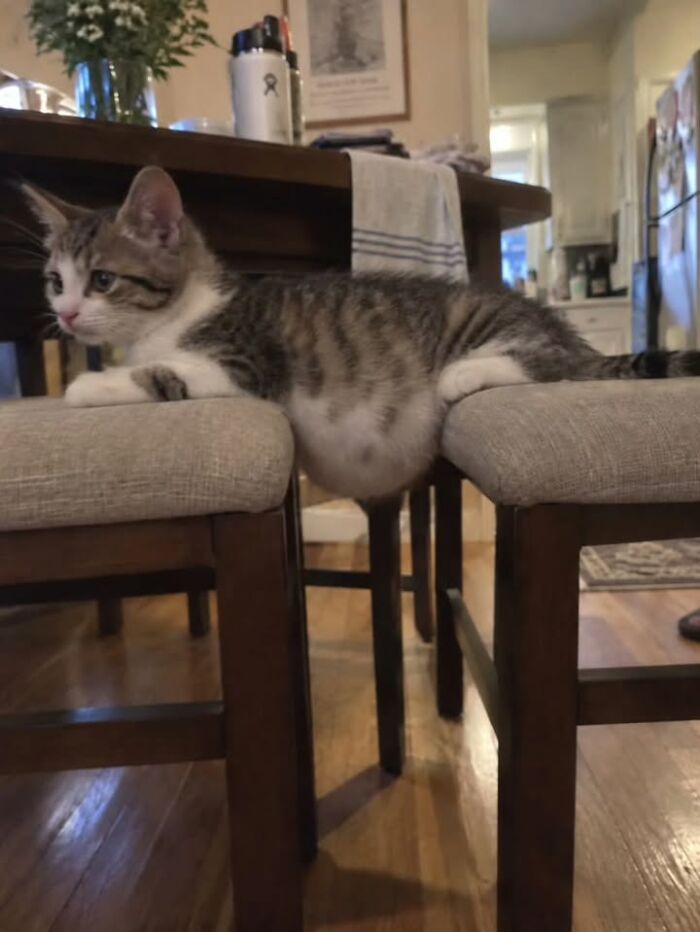 This Page Shared 63 New Photos That Show Why We&rsquo;ll Never Get Tired Of Cats And Dogs