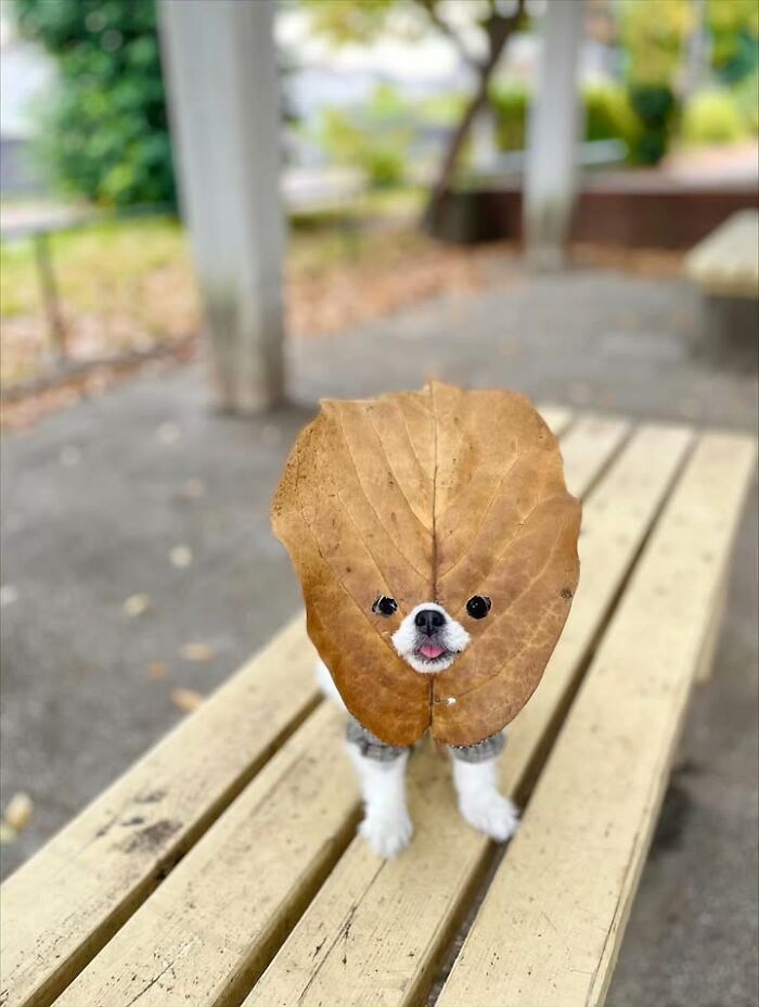 This Page Shared 63 New Photos That Show Why We&rsquo;ll Never Get Tired Of Cats And Dogs