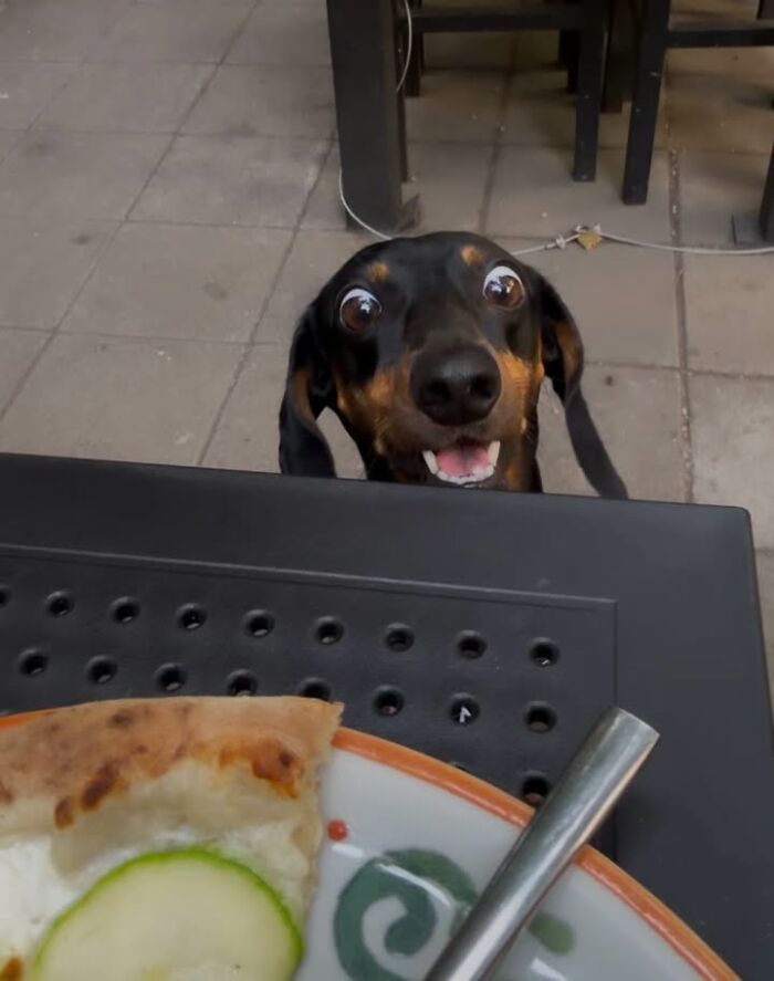 This Page Shared 63 New Photos That Show Why We&rsquo;ll Never Get Tired Of Cats And Dogs