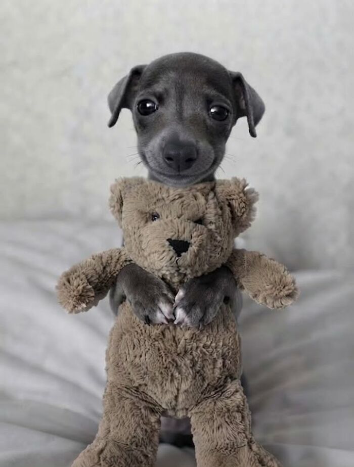 This Page Shared 63 New Photos That Show Why We&rsquo;ll Never Get Tired Of Cats And Dogs