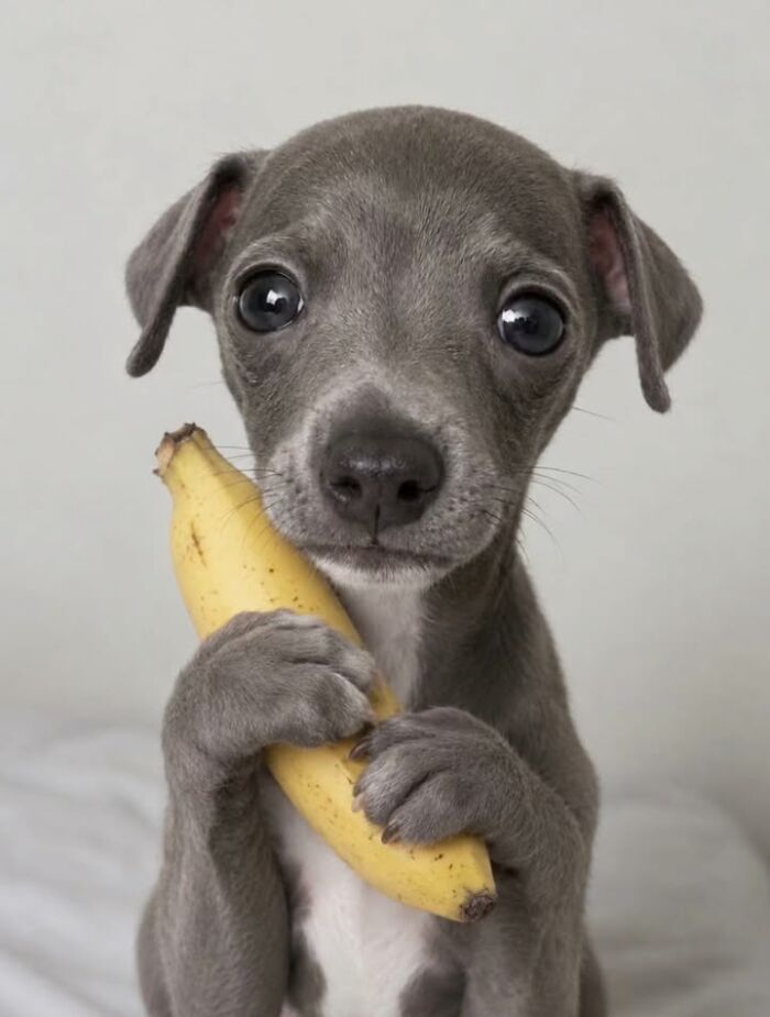 This Page Shared 63 New Photos That Show Why We&rsquo;ll Never Get Tired Of Cats And Dogs