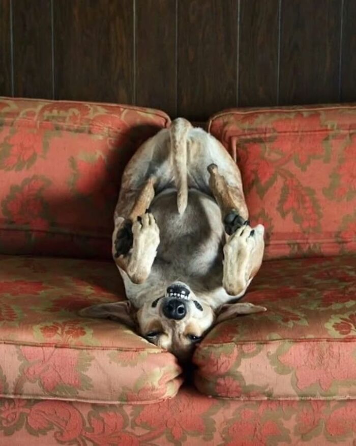This Page Shared 63 New Photos That Show Why We&rsquo;ll Never Get Tired Of Cats And Dogs