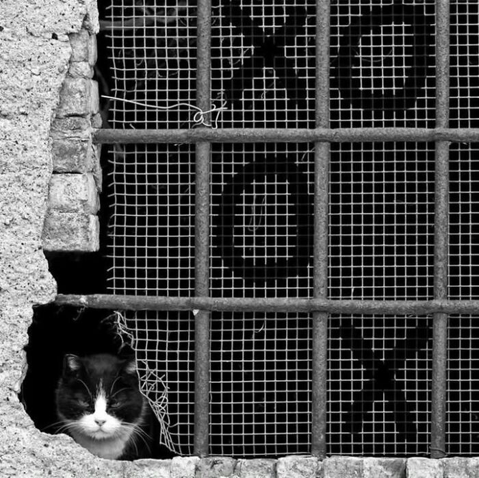 This Page Shared 63 New Photos That Show Why We&rsquo;ll Never Get Tired Of Cats And Dogs
