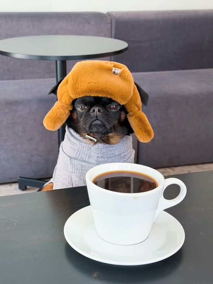 This Page Shared 63 New Photos That Show Why We&rsquo;ll Never Get Tired Of Cats And Dogs