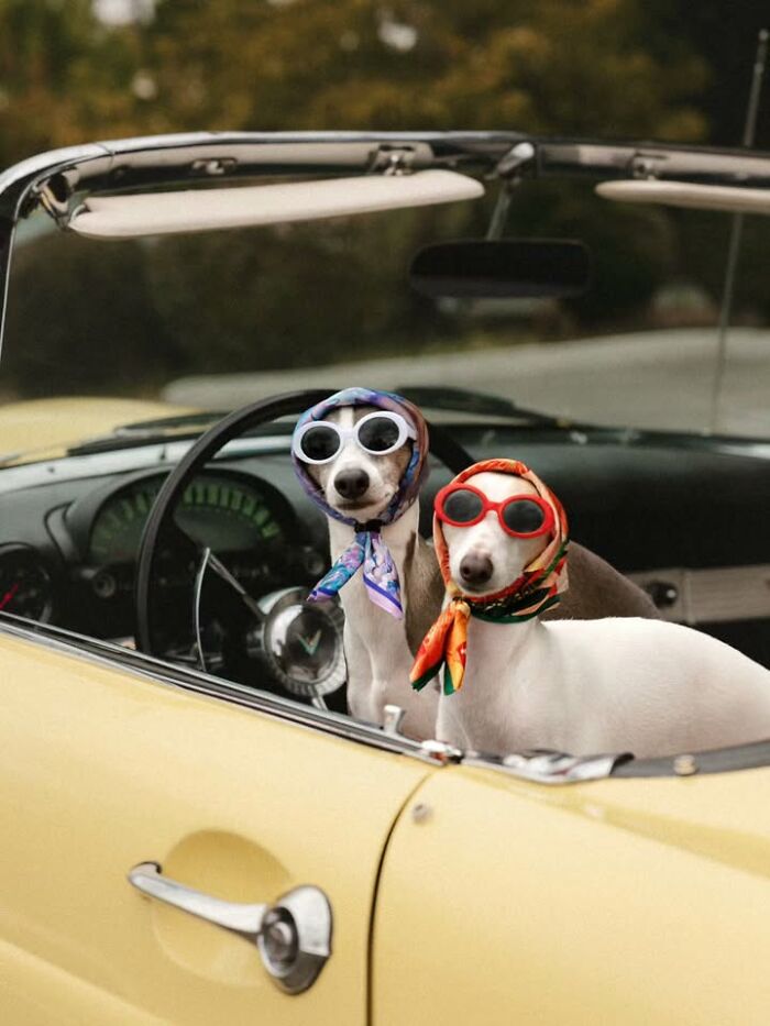 This Page Shared 63 New Photos That Show Why We&rsquo;ll Never Get Tired Of Cats And Dogs