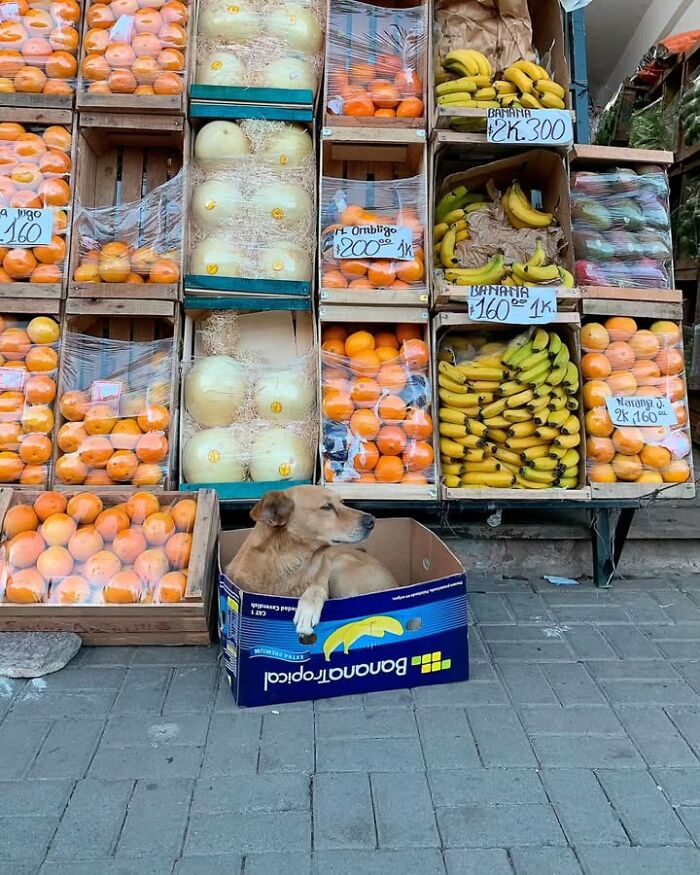 This Page Shared 63 New Photos That Show Why We&rsquo;ll Never Get Tired Of Cats And Dogs