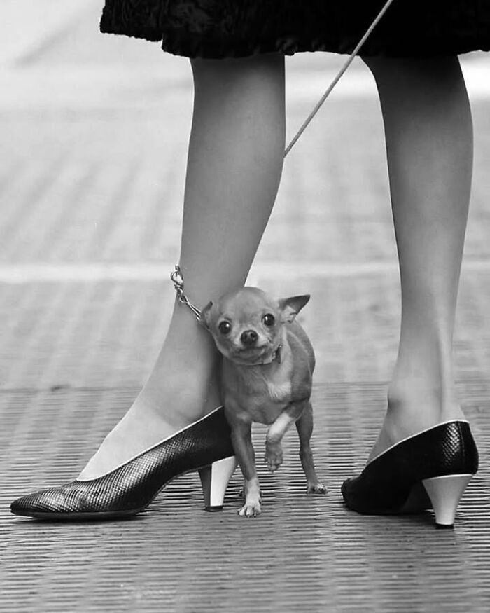 This Page Shared 63 New Photos That Show Why We&rsquo;ll Never Get Tired Of Cats And Dogs